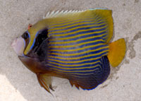 海水魚飼育愛好家の皆さんが待望のシーズン到来！