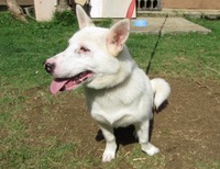 犬のコロン 2010/07/02 22:48:21