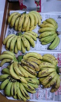 大量です～(≧▽≦)ゞ 2011/08/07 17:22:00
