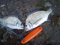 久々の釣行 大満足(*^-^)b 2011/12/26 13:29:00