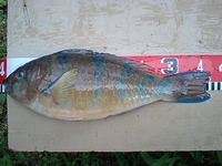フカセは難しいですf^_^; 2012/05/29 09:30:19