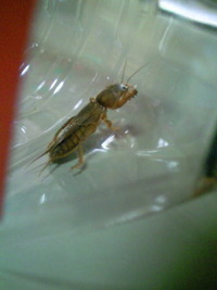 オケラです。 2011/06/19 10:28:40