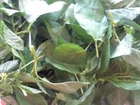 伝統的な家庭料理（つづき） 2011/09/05 14:33:29
