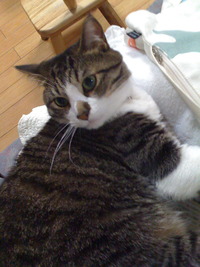 一家で登川誠仁 2009/07/18 01:23:28