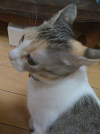 歌い始めるネコ 2009/06/28 00:09:58