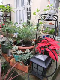 11月のmy　garden 2011/11/20 12:25:00