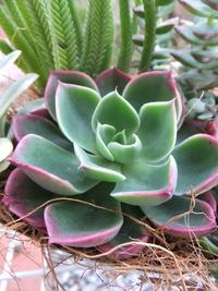多肉寄せ植えミニミニ教室 2012/02/07 11:23:23