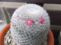 花が咲いた～（*^_^*） 2012/02/25 12:30:00