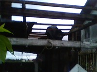 台風21号被害報告 2009/10/31 21:23:14