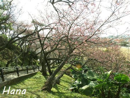 桜見の後は・・・・( *´艸｀)