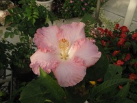 農園の花達