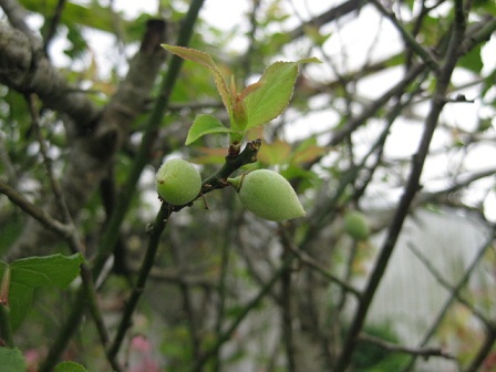 農園の花達