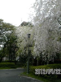 鉄平おじいの花咲き日記