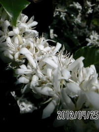 鉄平おじいの花咲き日記