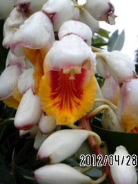 鉄平おじいの花咲き日記