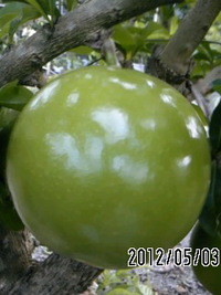 鉄平おじいの花咲き日記