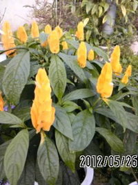 鉄平おじいの花咲き日記