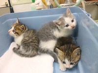 協力願い 2010/10/13 10:42:10