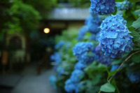 梅雨入り 2010/05/06 18:09:14