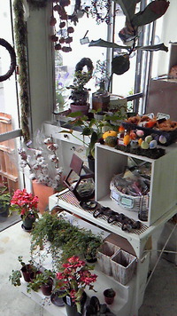 ohaana+zakka kulay