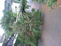 台風一過 2011/05/29 09:08:13