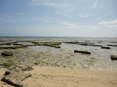 「サンゴと自然海岸」フィールドワーク。