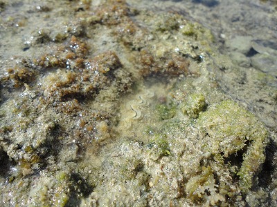 「サンゴと自然海岸」フィールドワーク。