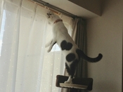 猫バカ日記＆話題のレシピ♪
