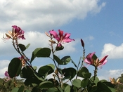春のお花めぐり～東村