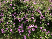 春のお花めぐり～東村