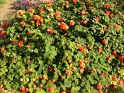 春のお花めぐり～東村