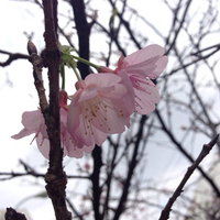 桜 2014/01/28 20:33:00