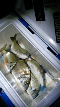 チヌ♪釣れたッス♪(^^) 2014/11/13 00:29:41