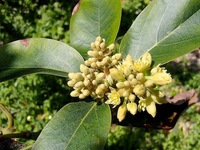 アボカド　開花