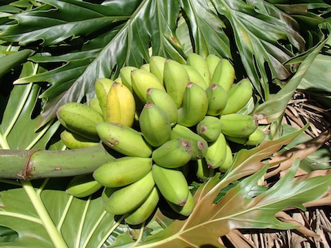 島バナナ　収穫