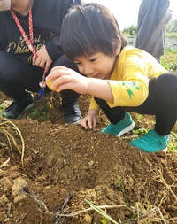 じゃがいもほり☆