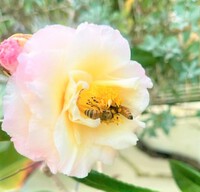 牛さんに会いに行きました☆
