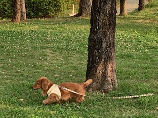 親愛なる愛犬アイビーが１８歳で虹の橋を渡りました。