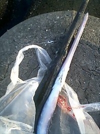 ゴボウとネギではありません 2009/07/19 10:25:16