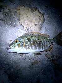 釣れてしまった初タマン 2009/08/25 10:24:16