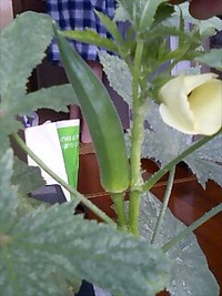 オクラ収穫 2009/09/03 13:11:13