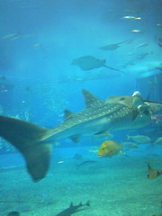 水族館