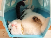 来るの？来ないの？