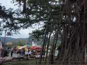 名護さくら祭り＆にゃご会（北部）からのお知らせ♪