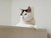 にゃーま病院報告