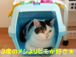 ヒモとの戦い