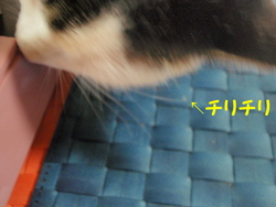 暑い日曜日