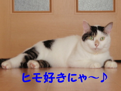 ヒモとの戦い