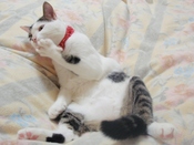 はじめての献血
