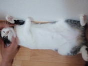 パンダ